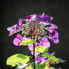 Spotlighted