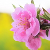 The colors of spring 