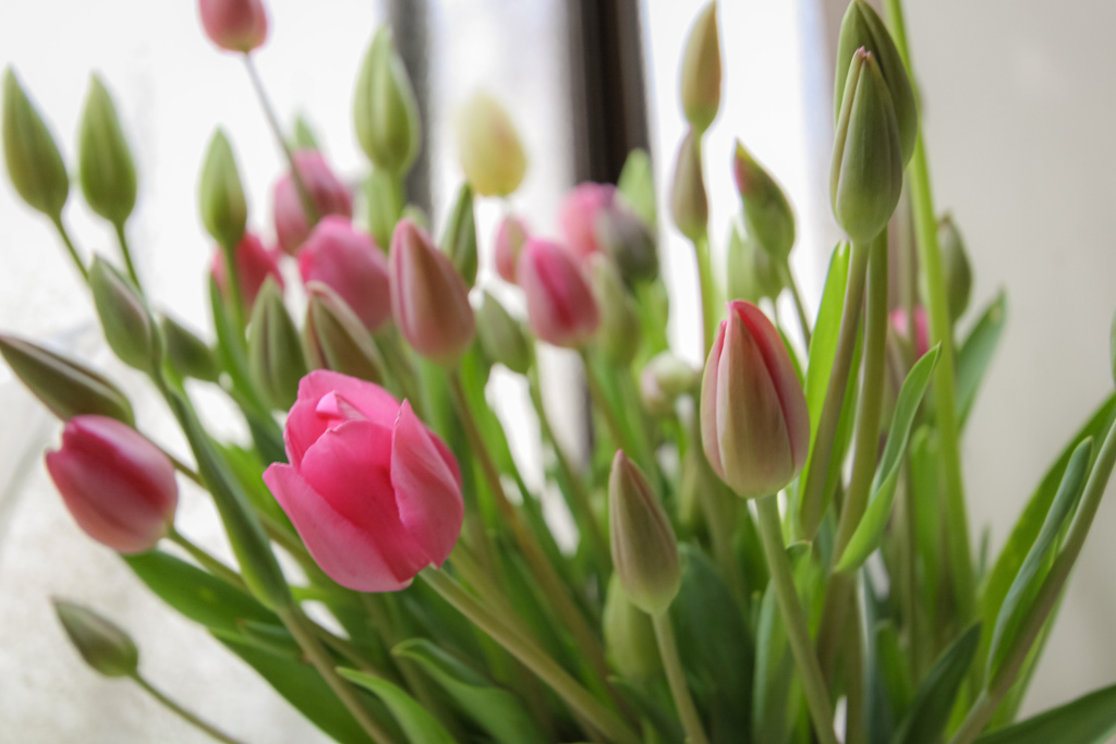 春の花束
