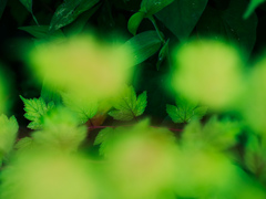 Into the green