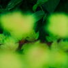Into the green