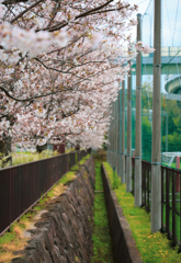 グランドと桜