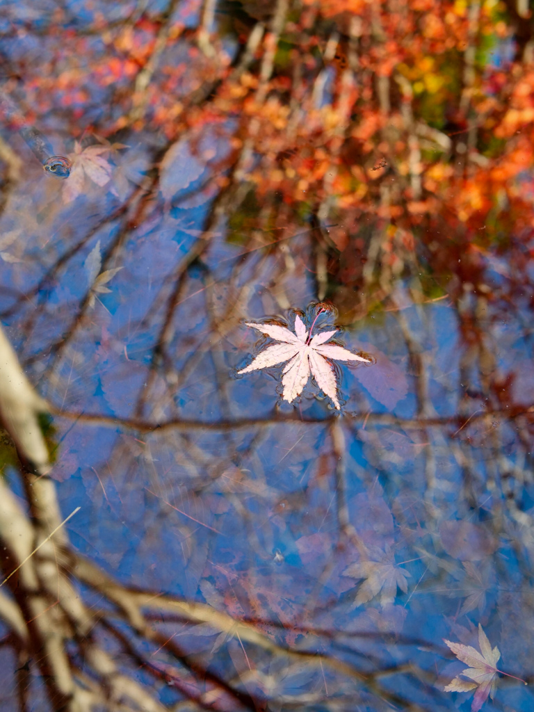 A leaf on the reflection