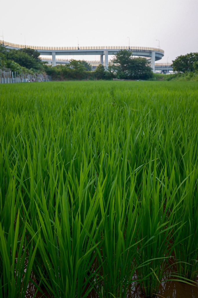 夕景