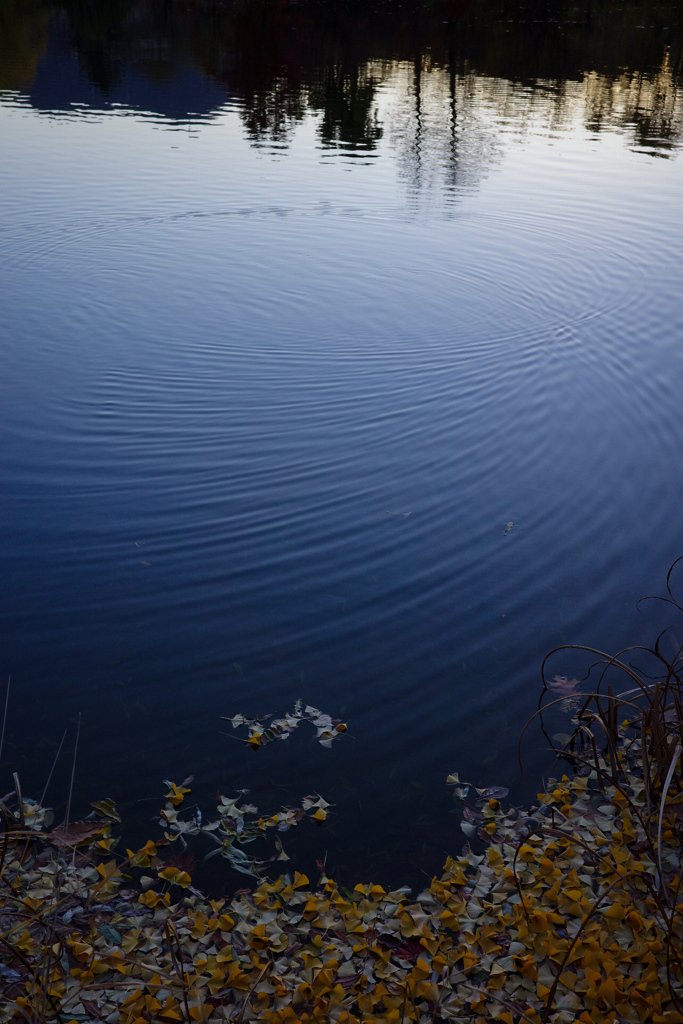 池の波紋と落葉