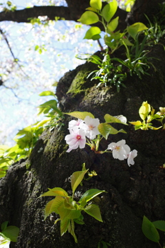 葉桜の頃