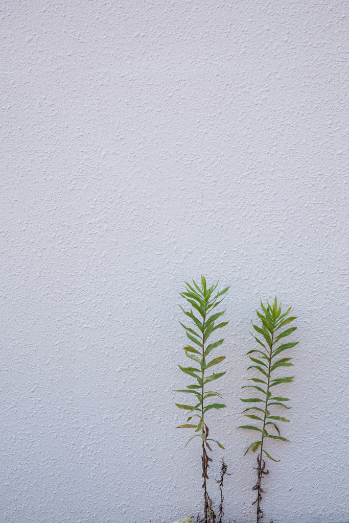 撮れたての雑草