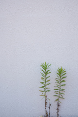 撮れたての雑草