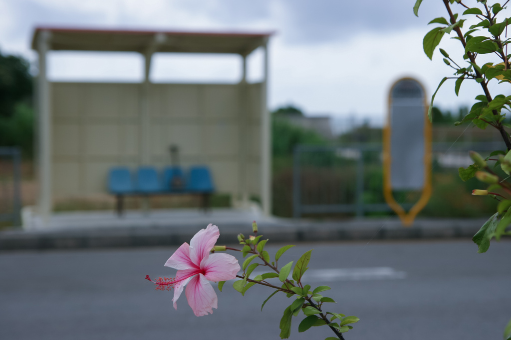三線の花