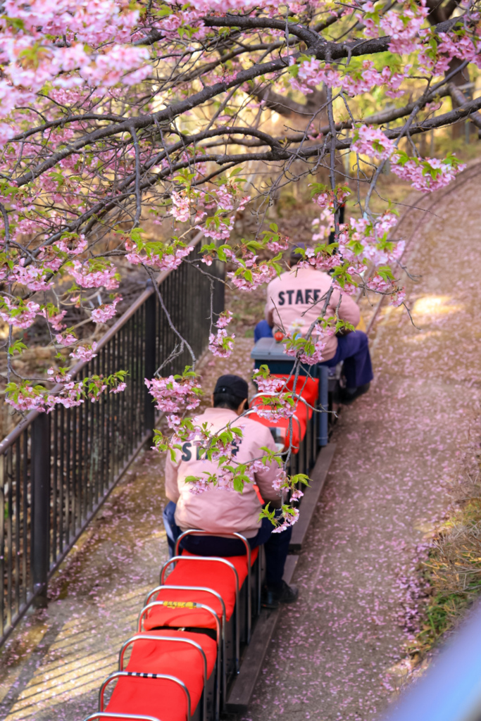 桜のトンネルを行く２人
