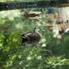Reflection