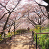 河津桜の小径
