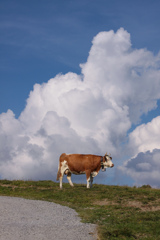 雲と牛