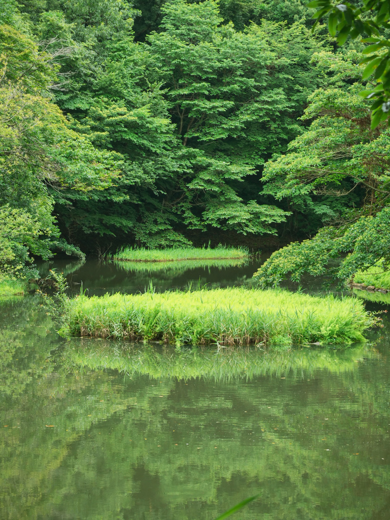 緑の写真