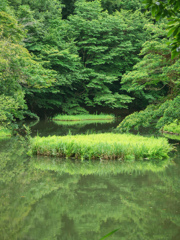 緑の写真