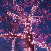 夜桜イルミネーション