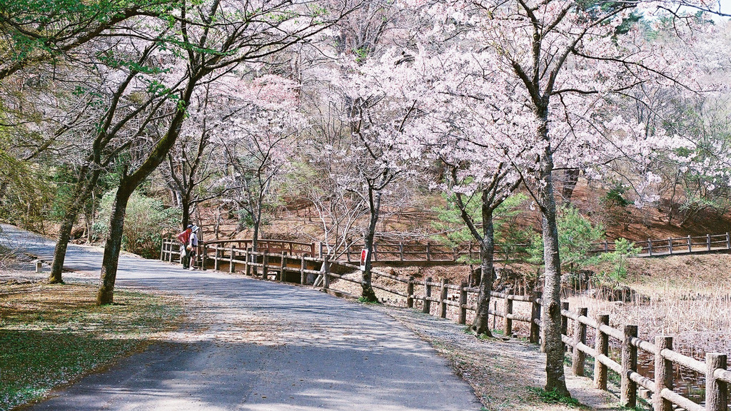 桜を見る