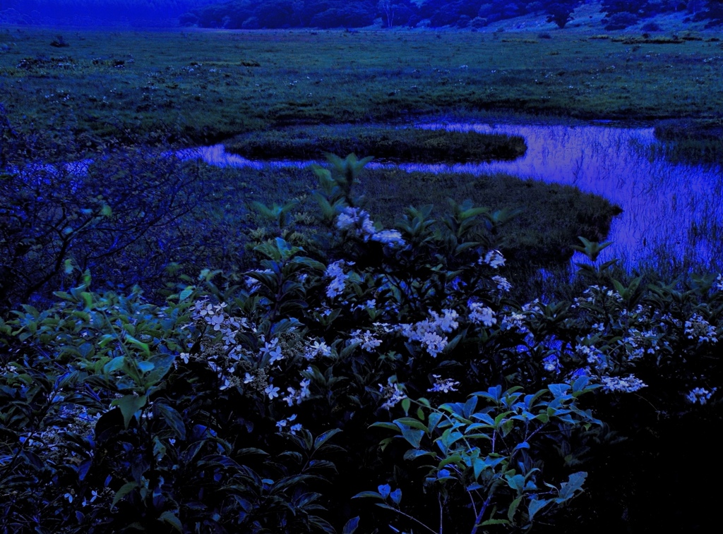 花咲く湿原