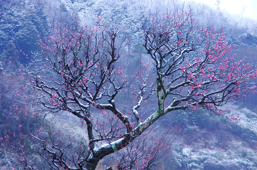 雪中寒梅