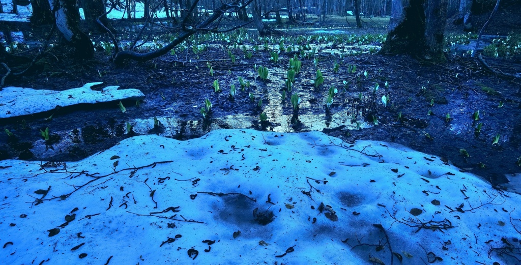 水芭蕉の森