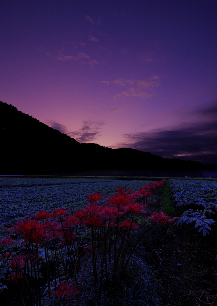 夕焼け彼岸花Ⅲ