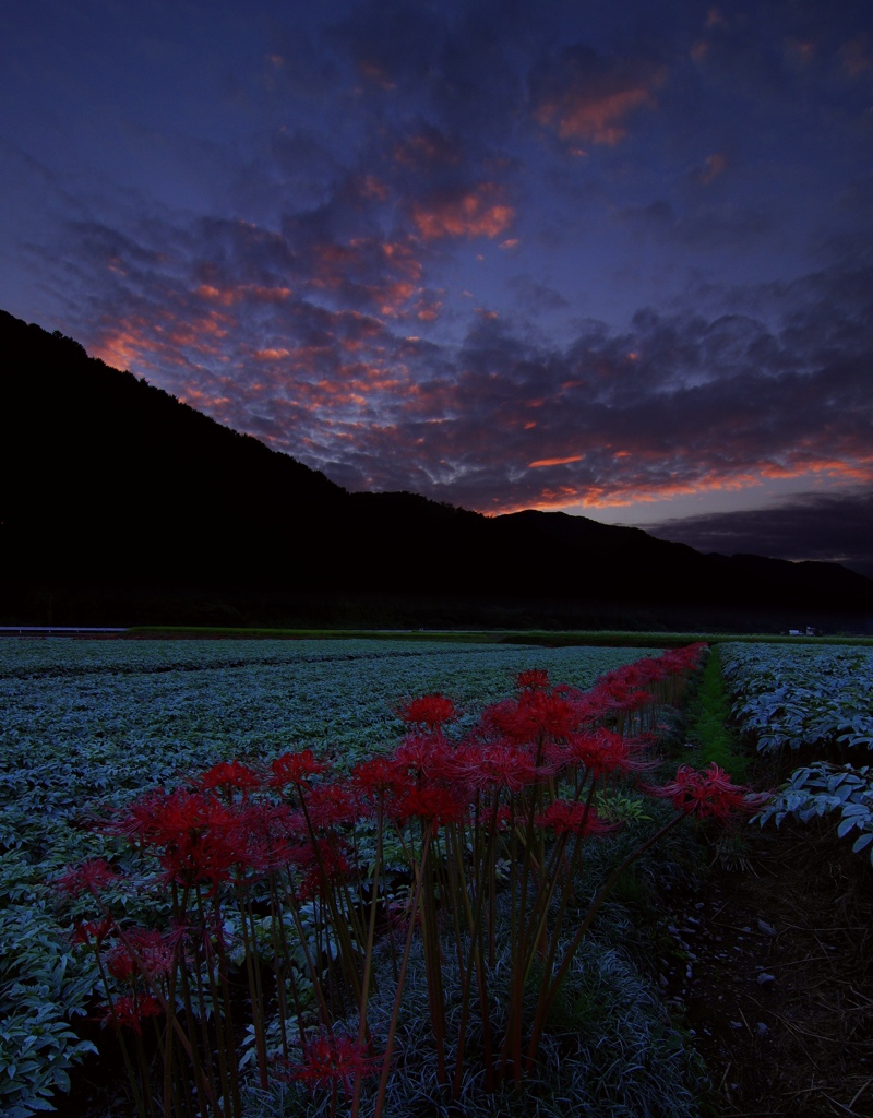 夕焼け彼岸花Ⅱ