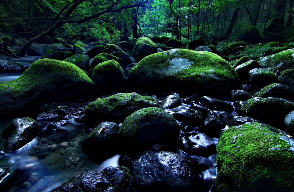森の湧水