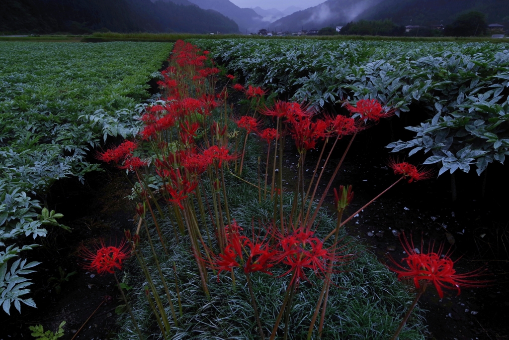 秋雨彼岸花