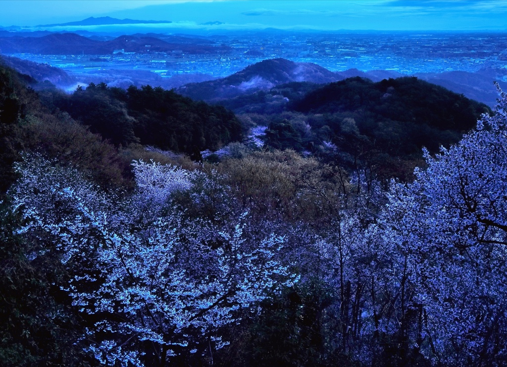 山間に桜咲く