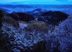 山間に桜咲く