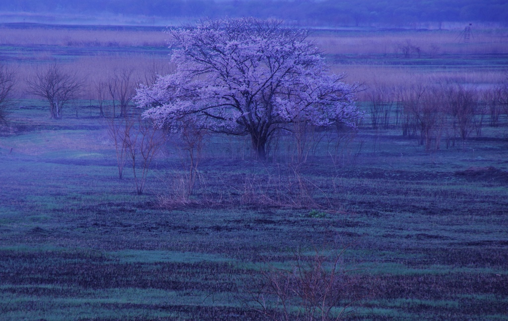 湿原に咲く一本桜