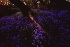 湿原に咲く紫花