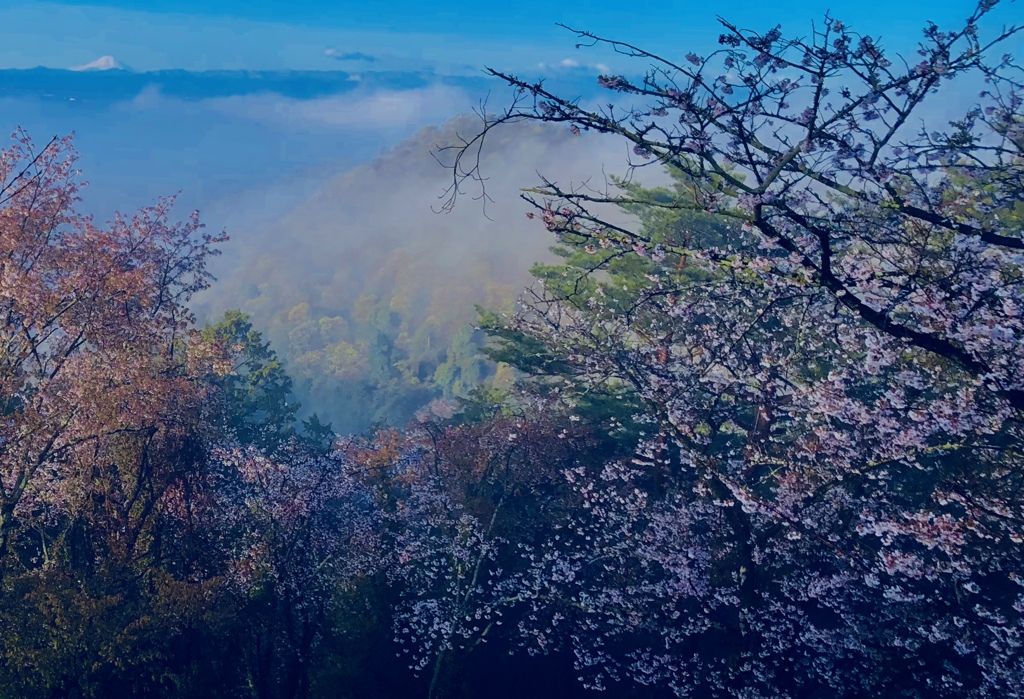 富士山を望む