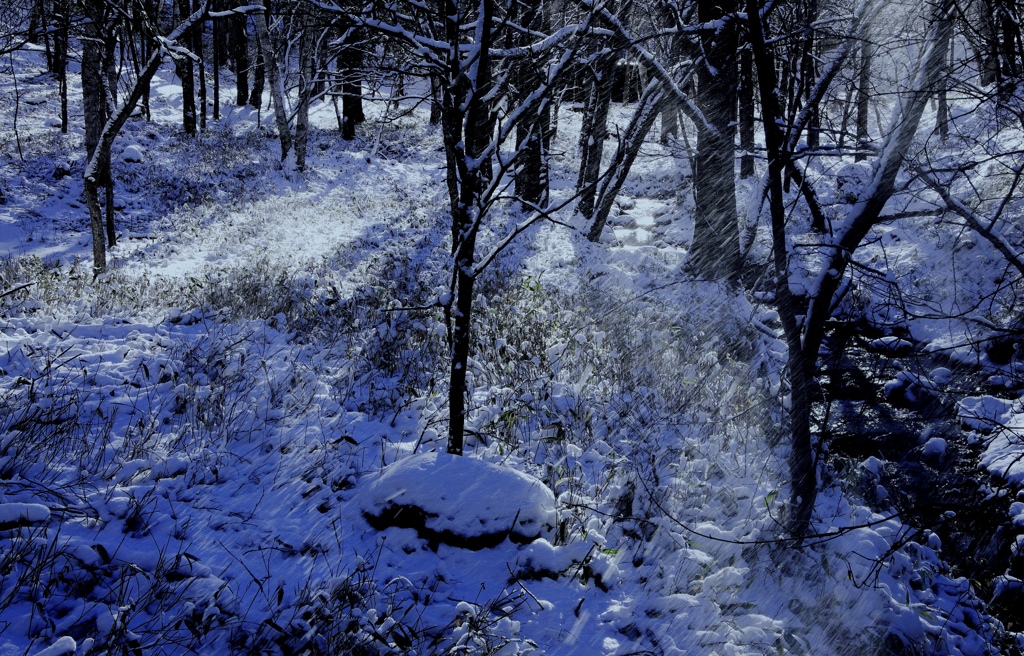 雪舞う森