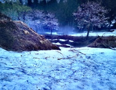 霧漂う雪上桜