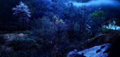 残雪に山桜咲く