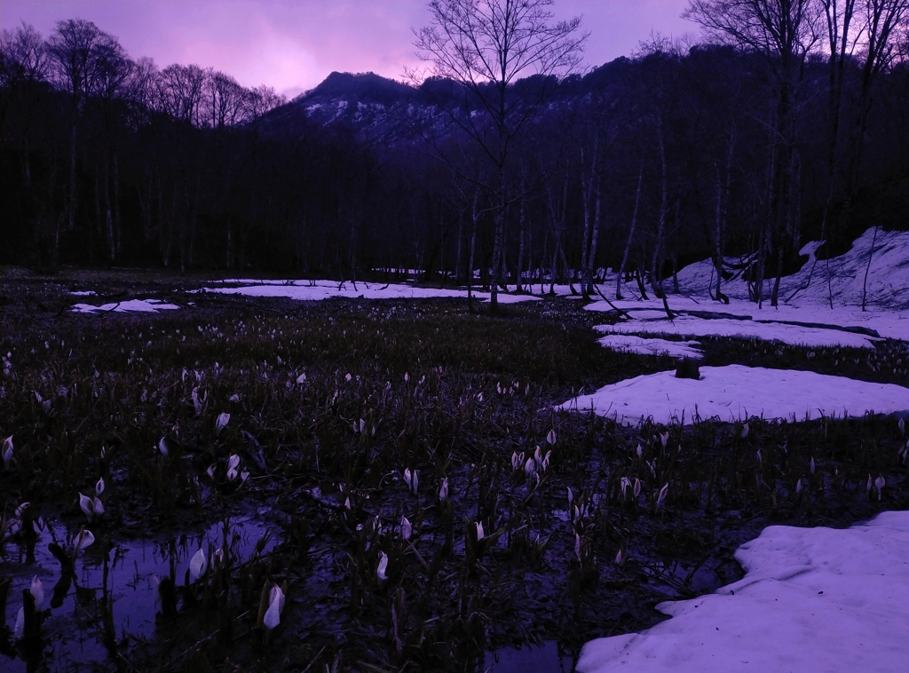 朝焼けに染まる水芭蕉