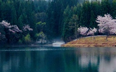 雪国の桜