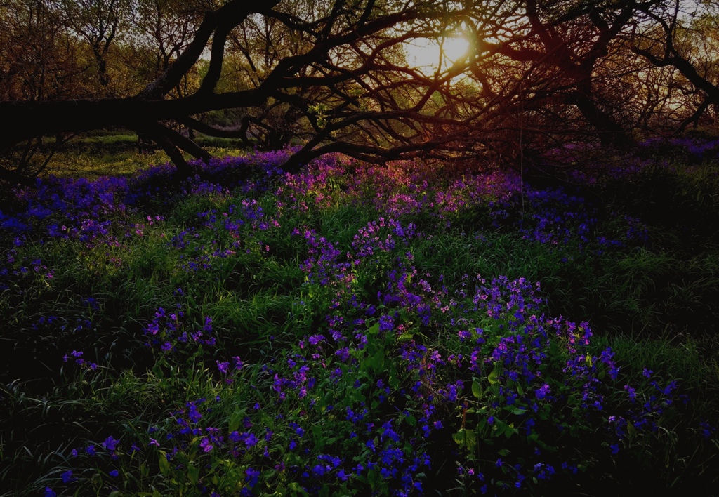 朝日に染まる紫花