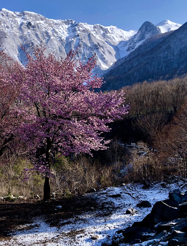 雪桜