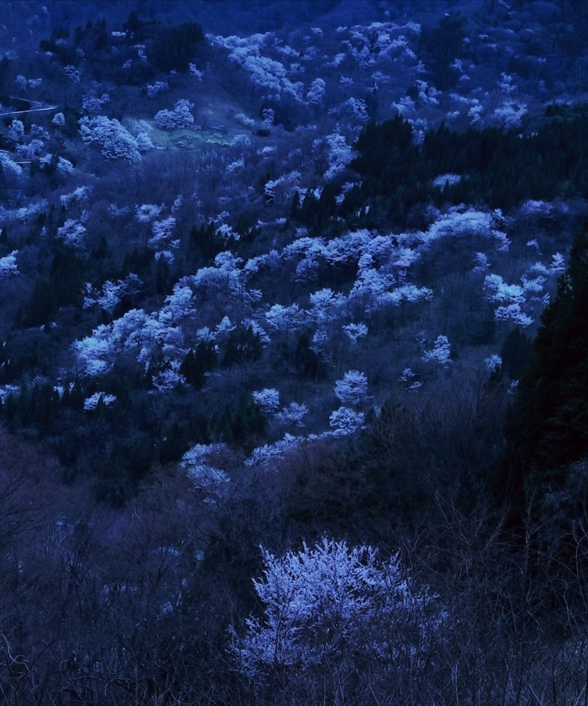 山桜の宴