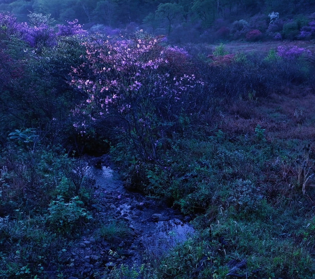 湿原の花々