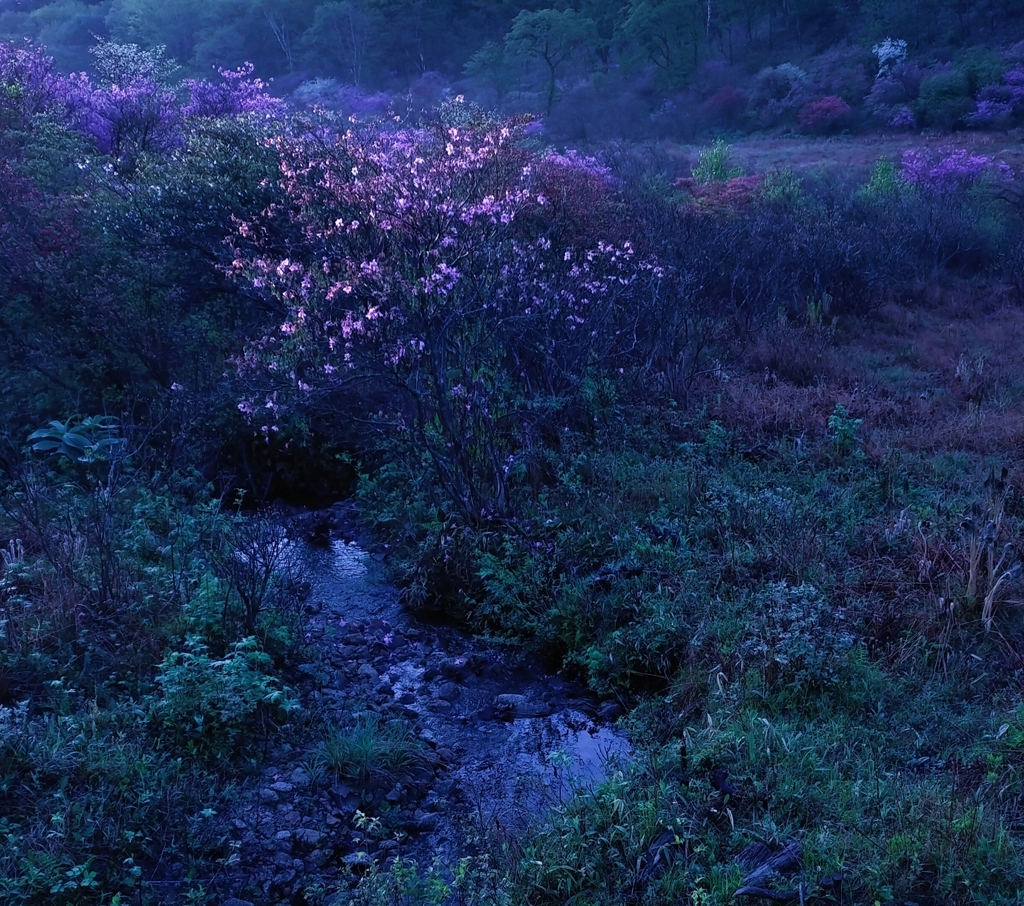 湿原の花々