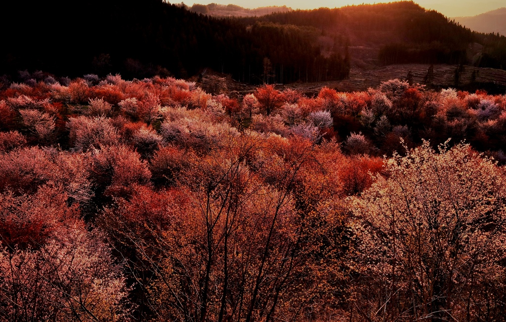 夕日桜