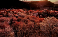 夕日桜
