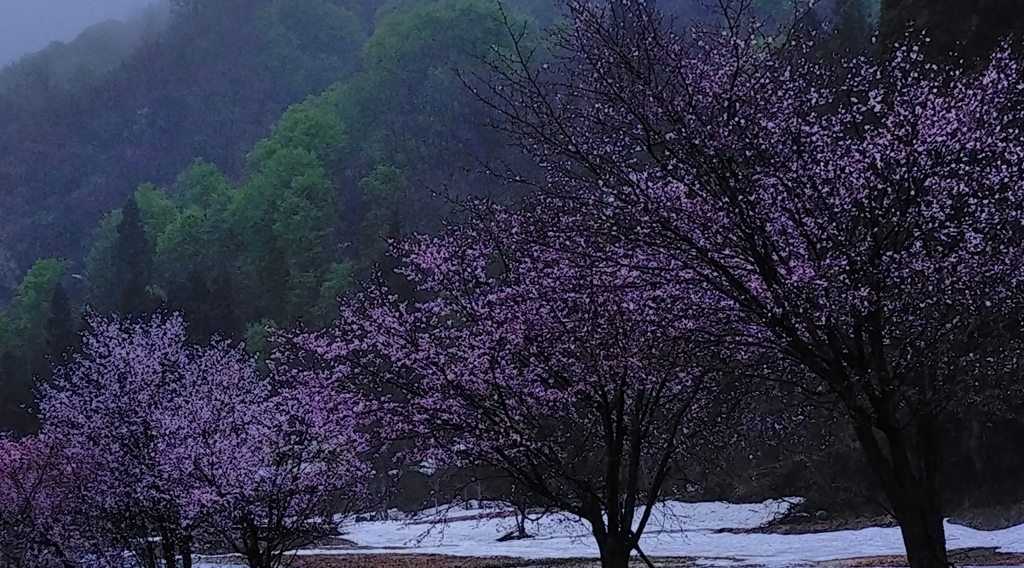 新緑の桜