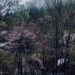 山間に咲く