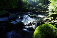 夏の湧水群