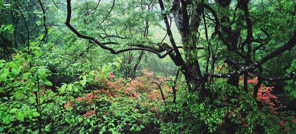 緑と山ツツジの光景