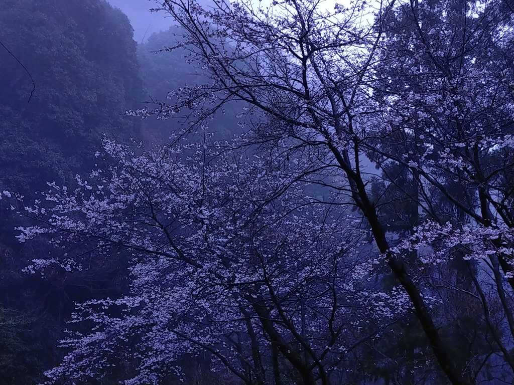霧桜